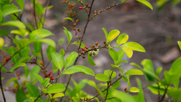 Importancia de la certificación en Colombia: consecuencias y crítica al gobierno Petro